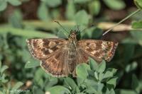 Erynnis tages
