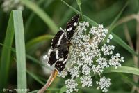 Araschnia levana
