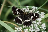 Araschnia levana