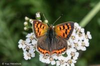 Lycaena phlaeas