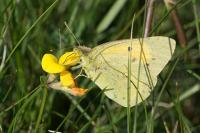 Colias crocea