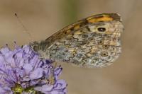 Lasiommata megera