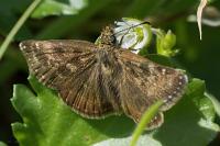 Erynnis tages