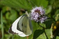 Pieris brassicae