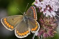 Aricia agestis