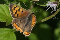 Lycaena phlaeas