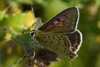Lycaena tityrus