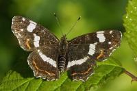 Araschnia levana