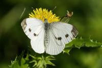 Pieris napi