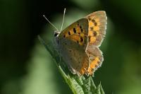 Lycaena phlaeas