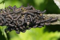 Aglais io