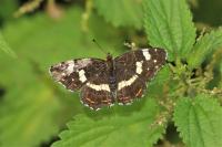 Araschnia levana