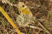 Lasiommata megera
