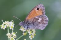 Coenonympha pamphilus