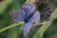 Polyommatus icarus