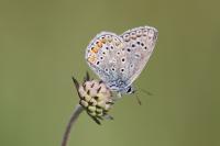 Polyommatus icarus