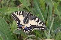 Papilio machaon