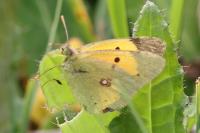 Colias crocea