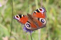 Aglais io