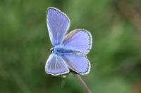 Polyommatus icarus