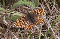 Melitaea phoebe