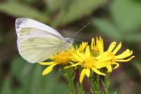 Pieris napi