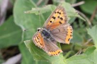 Lycaena phlaeas
