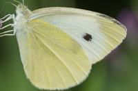 Pieris rapae