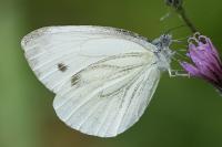 Pieris napi