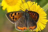 Lycaena phlaeas