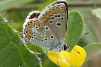 Aricia agestis