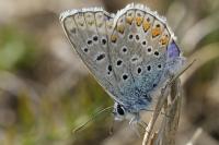 Polyommatus icarus
