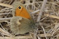 Coenonympha pamphilus