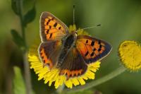 Lycaena phlaeas