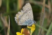 Polyommatus icarus