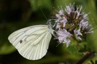 Pieris napi
