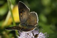 Lycaena tityrus