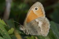 Coenonympha pamphilus