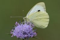 Pieris brassicae