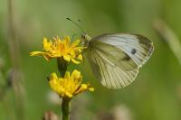 Pieris napi