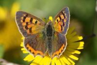 Lycaena phlaeas