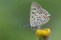 Lycaena tityrus