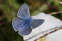 Polyommatus icarus