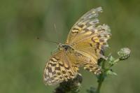 Argynnis paphia