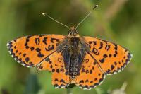Melitaea didyma