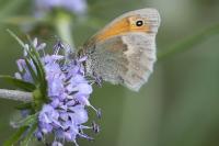 Coenonympha pamphilus