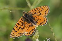 Melitaea didyma