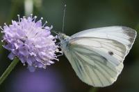 Pieris napi