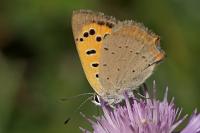 Lycaena phlaeas