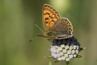 Lycaena tityrus